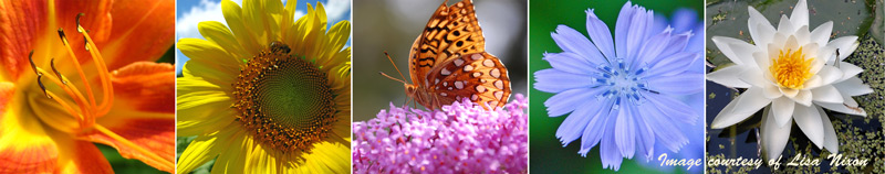 flowers